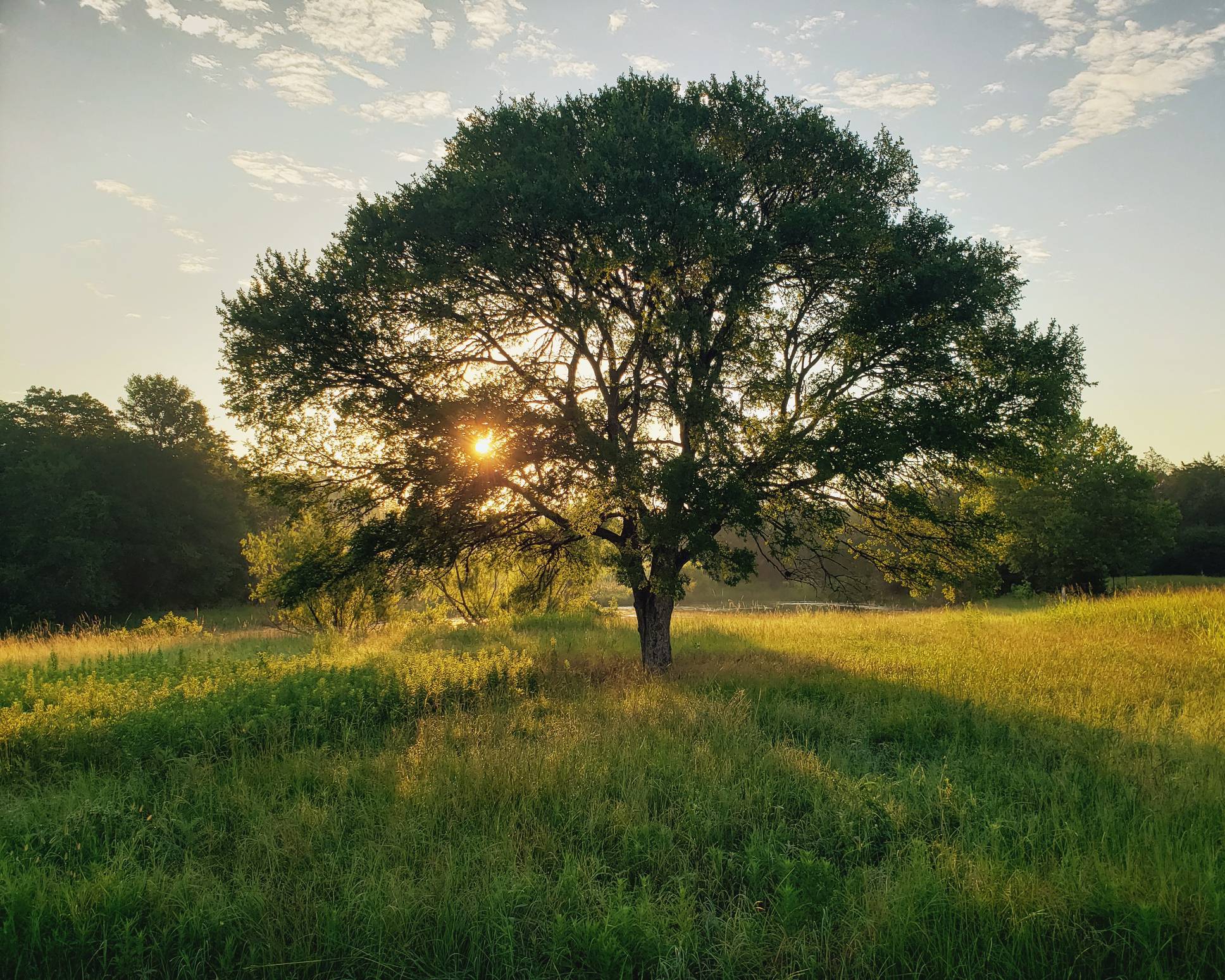 Arbre de vie